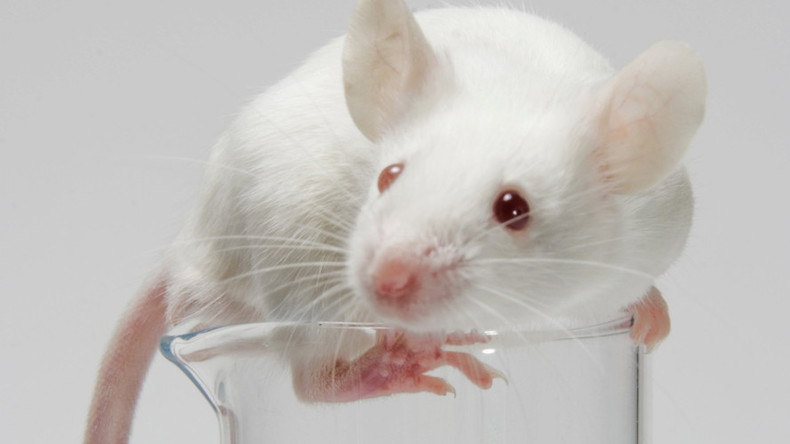 Côn trùng ký sinh trên chuột và mầm bệnh mà chuột mang lại