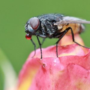 Dịch vụ diệt ruồi